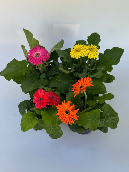 4" Florida Gerbera