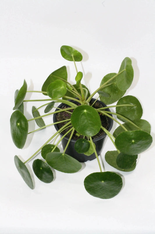 6 in. Pilea Peperomioides