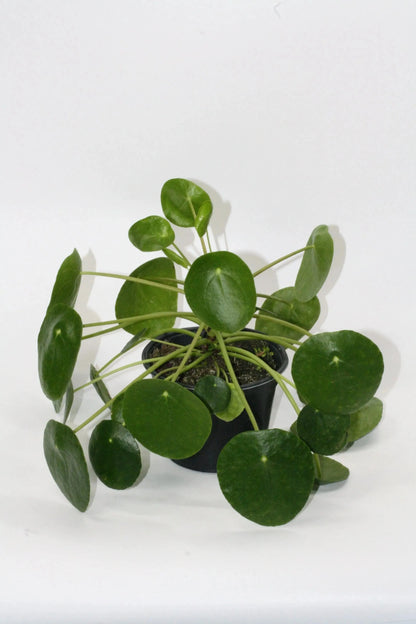 6 in. Pilea Peperomioides
