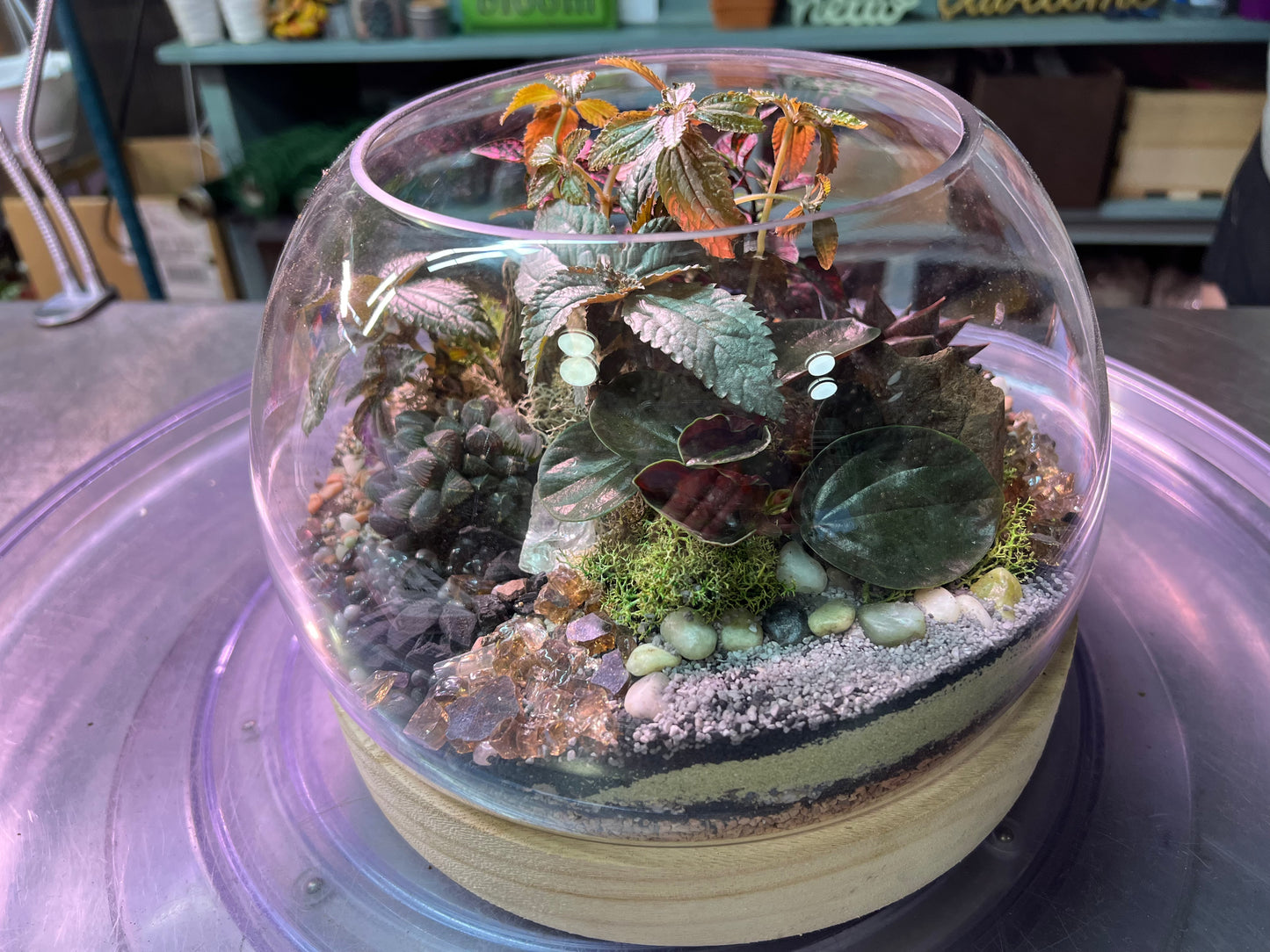 Tiny Little Worlds: Terrarium building