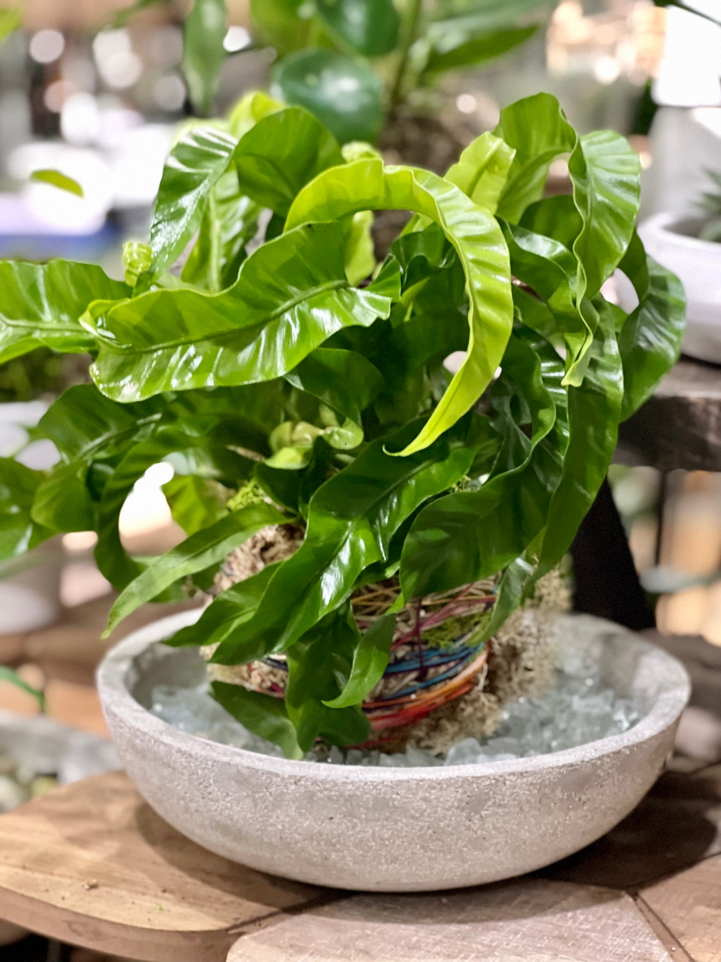 Kokedama 101 Workshop