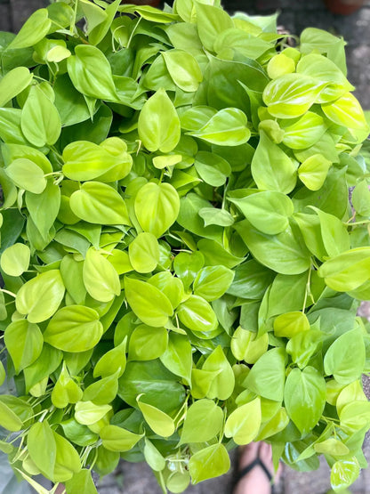 6 in. Philodendron Cordatum 'Lemon Lime' (Manatee)