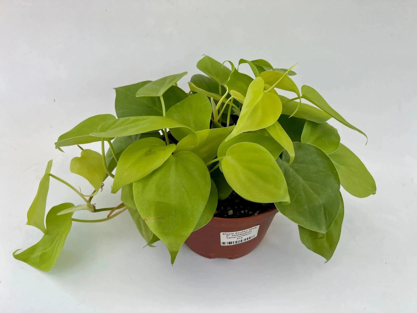 6 in. Philodendron Cordatum 'Lemon Lime' (Manatee)