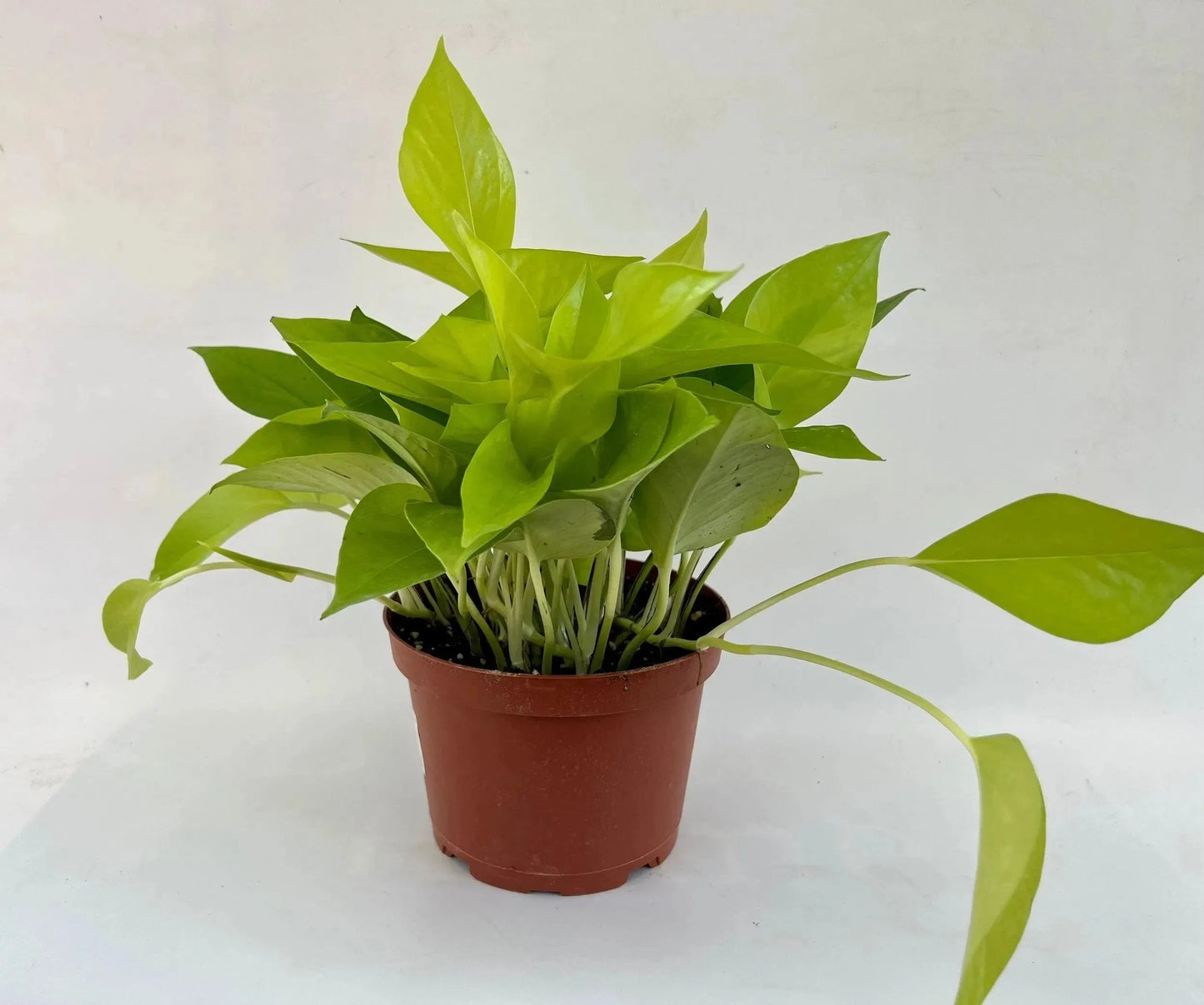 6 in. Philodendron Cordatum 'Lemon Lime' (Manatee)