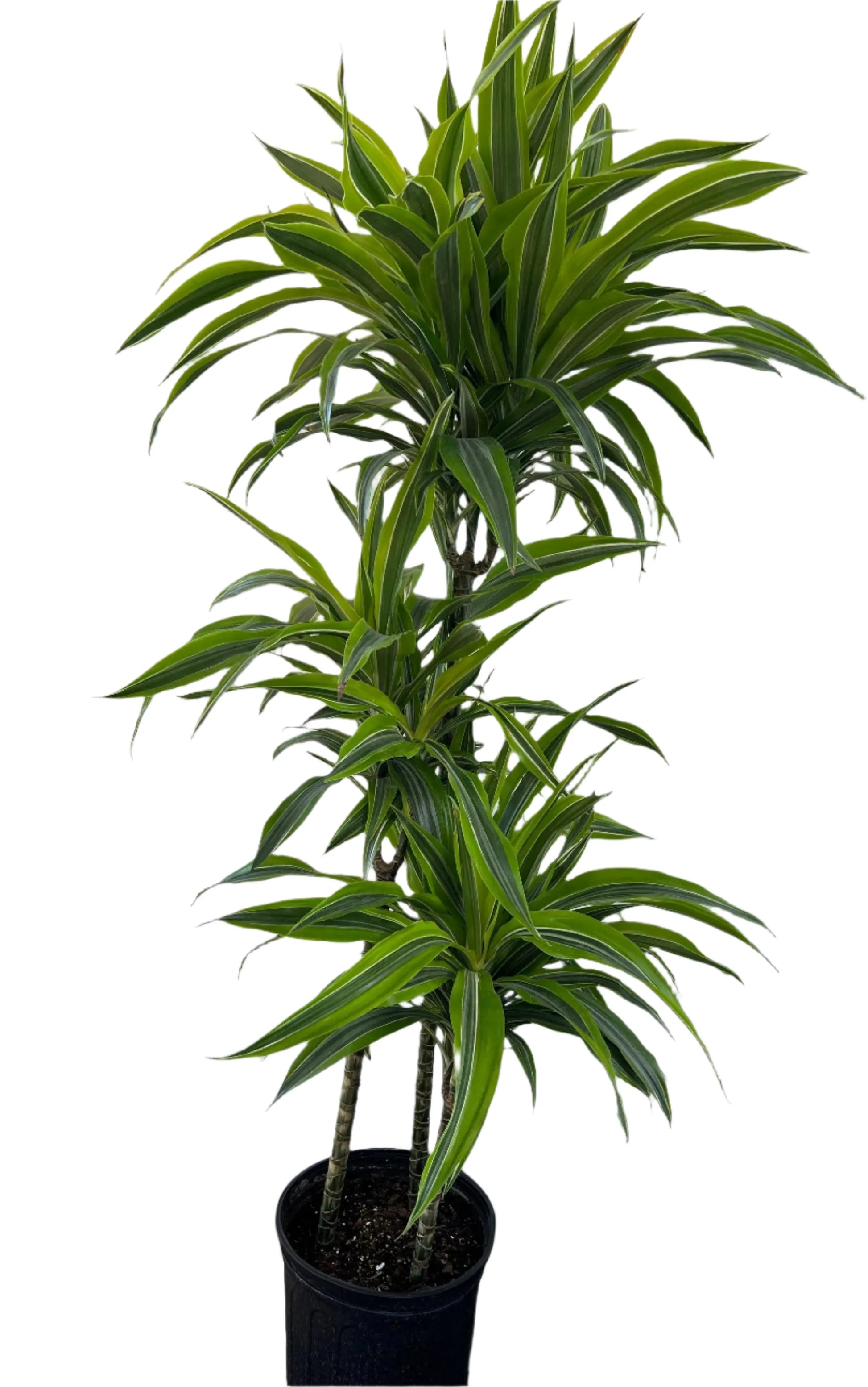 dracaena fra Dracaena 'Lemon-Lime' Cane