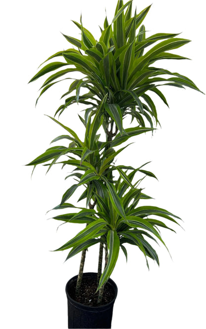 dracaena lemon lime dogs Dracaena 'Lemon Lime'