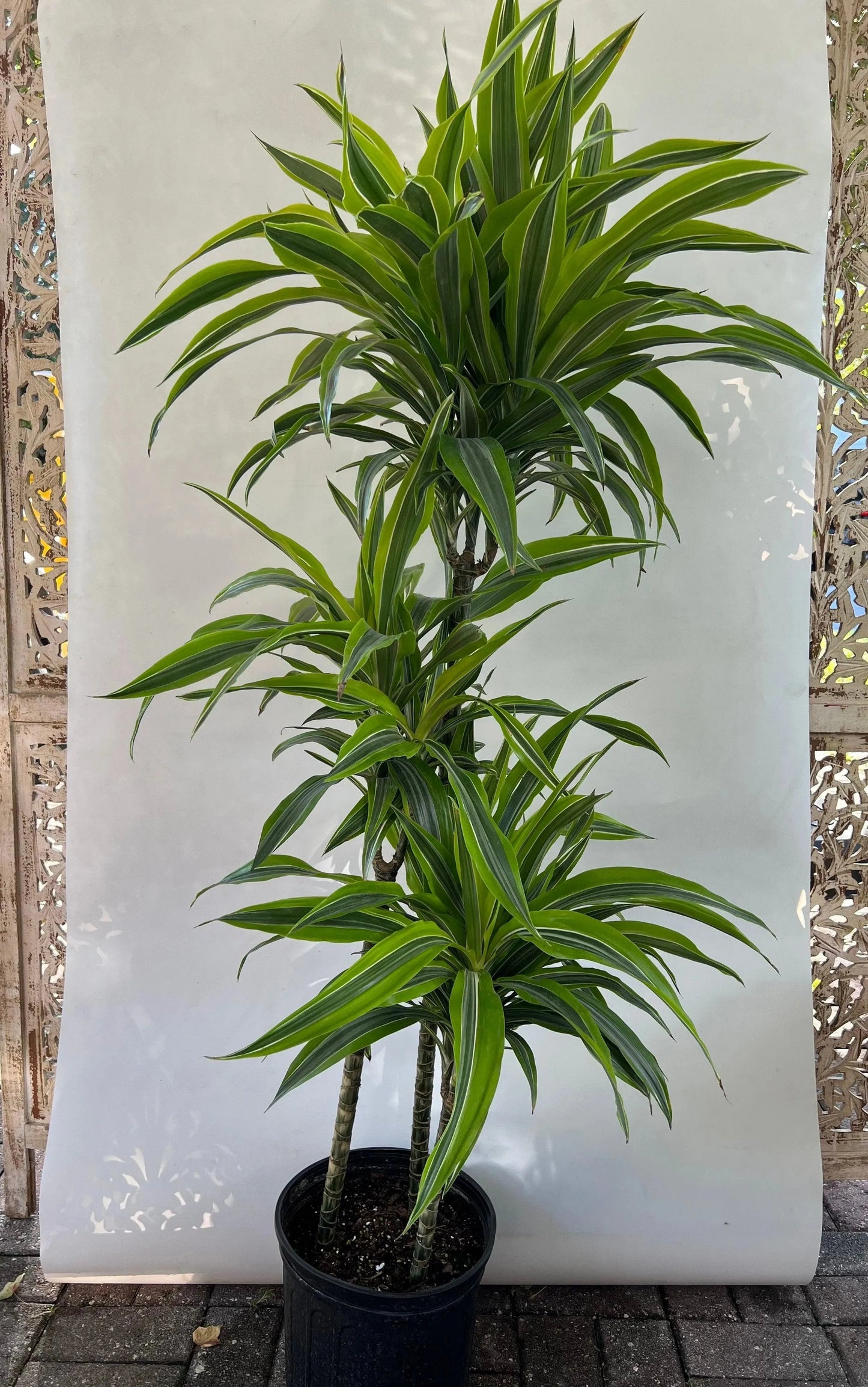 10" Dracaena 'Lemon-Lime' cane set 3-2-1