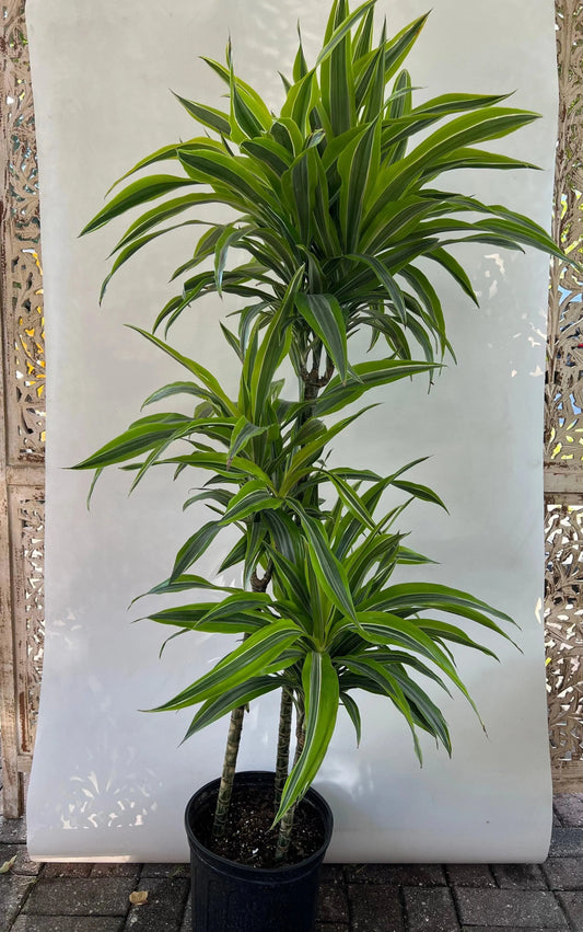 10" Dracaena 'Lemon-Lime' cane set 3-2-1