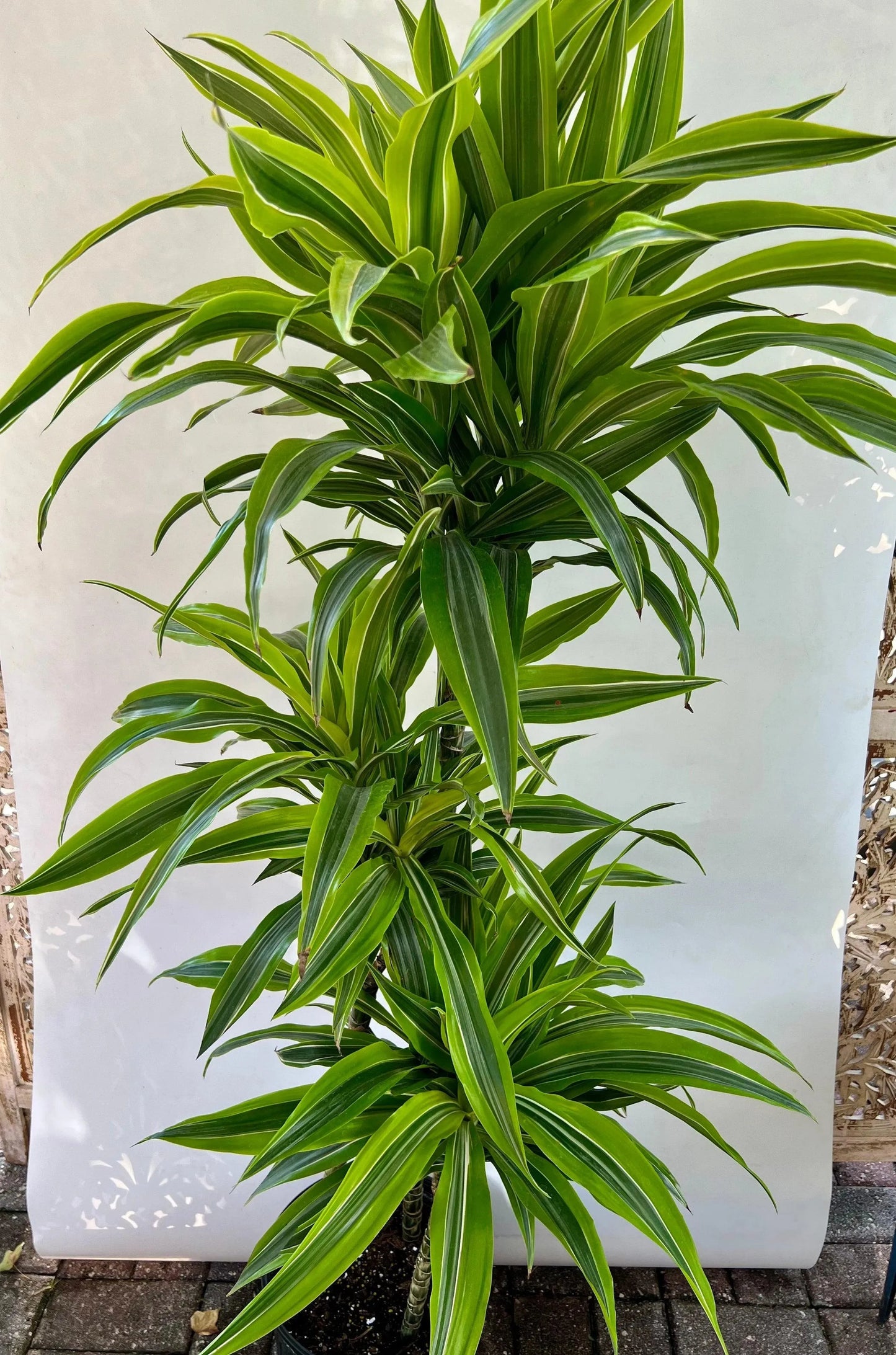 10" Dracaena 'Lemon-Lime' cane set 3-2-1