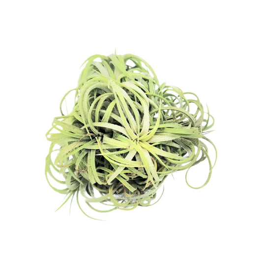 Airplant Ionantha Ball 4-5"