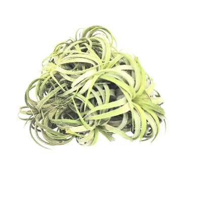 Airplant Ionantha Ball 4-5"