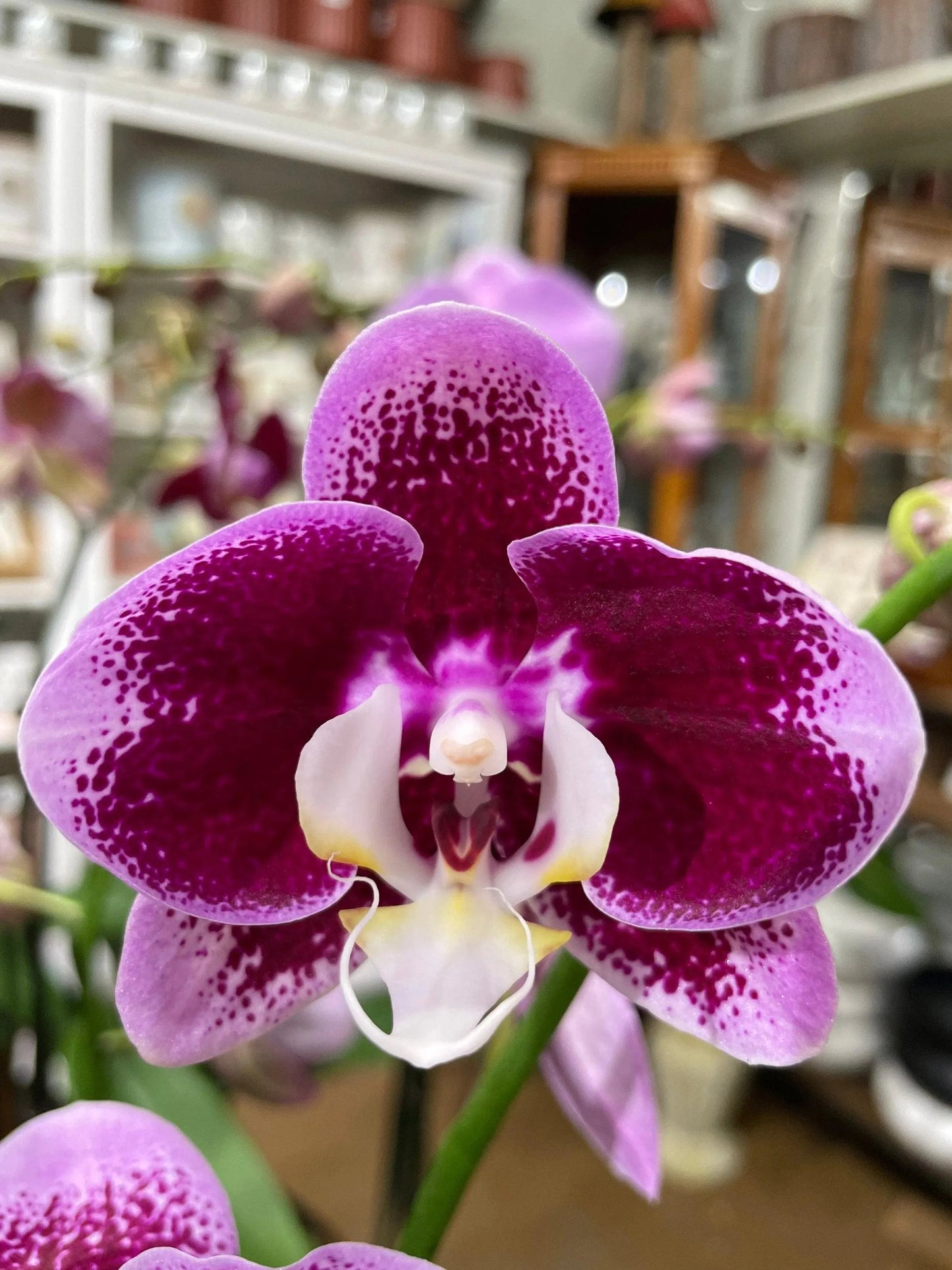 Phaleonopsis Orchid (Double Spike)