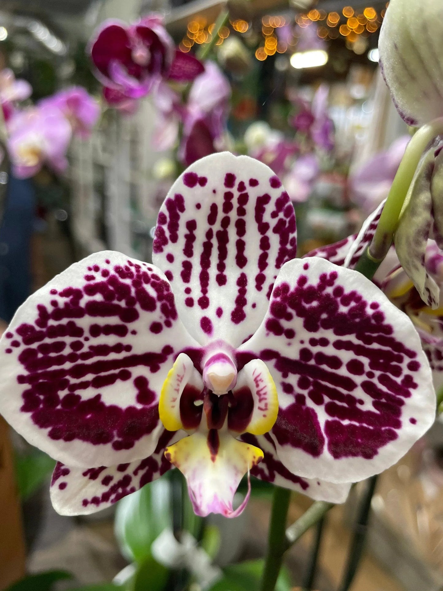 Phaleonopsis Orchid (Double Spike)