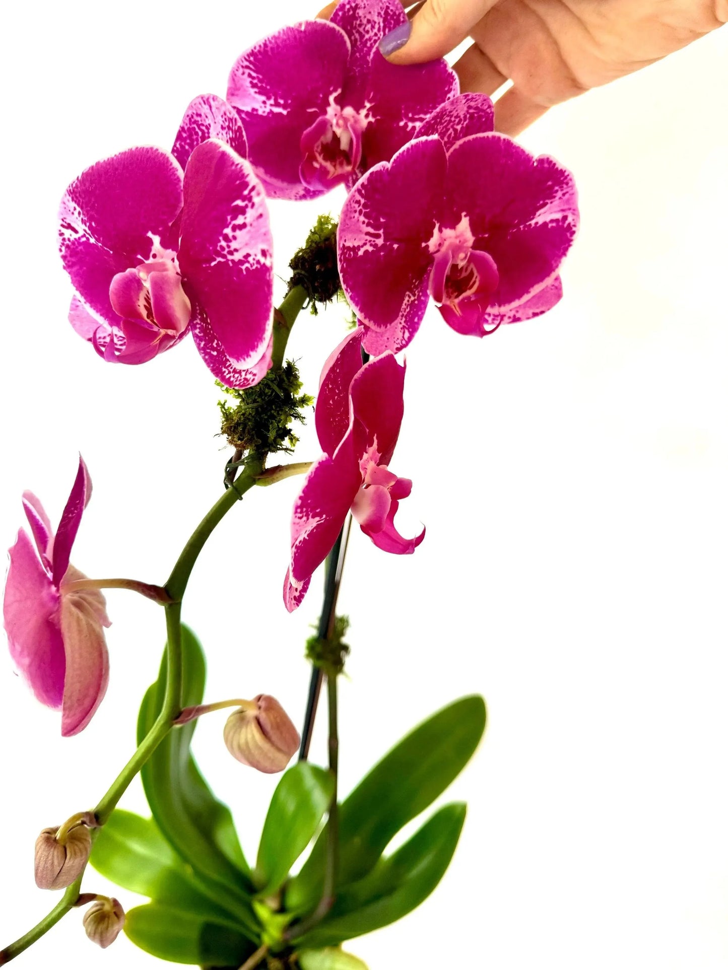 Deluxe Waterfall Phaleonopsis Orchid