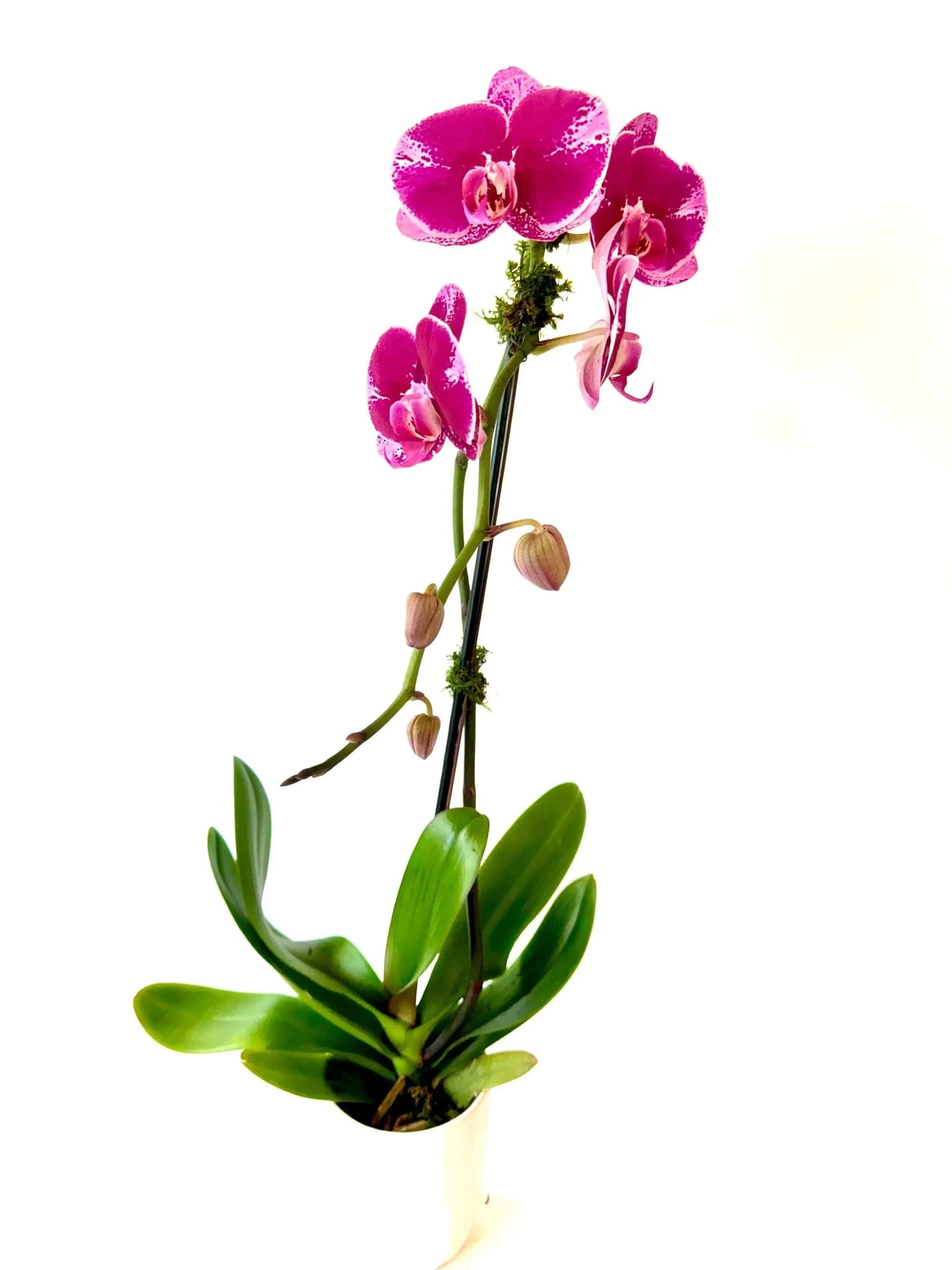 Deluxe Waterfall Phaleonopsis Orchid