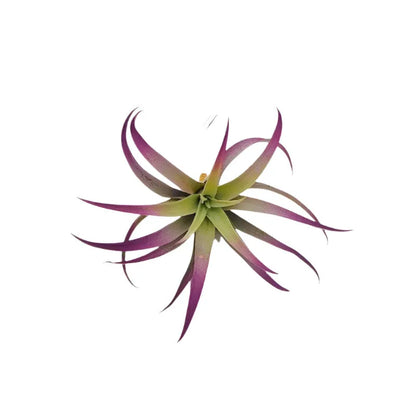 Airplant Plagiotropica 3-5 in.