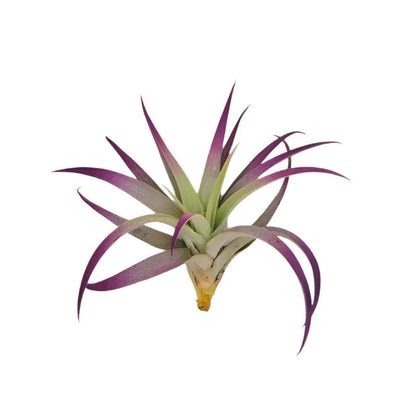 Airplant Plagiotropica 3-5 in.