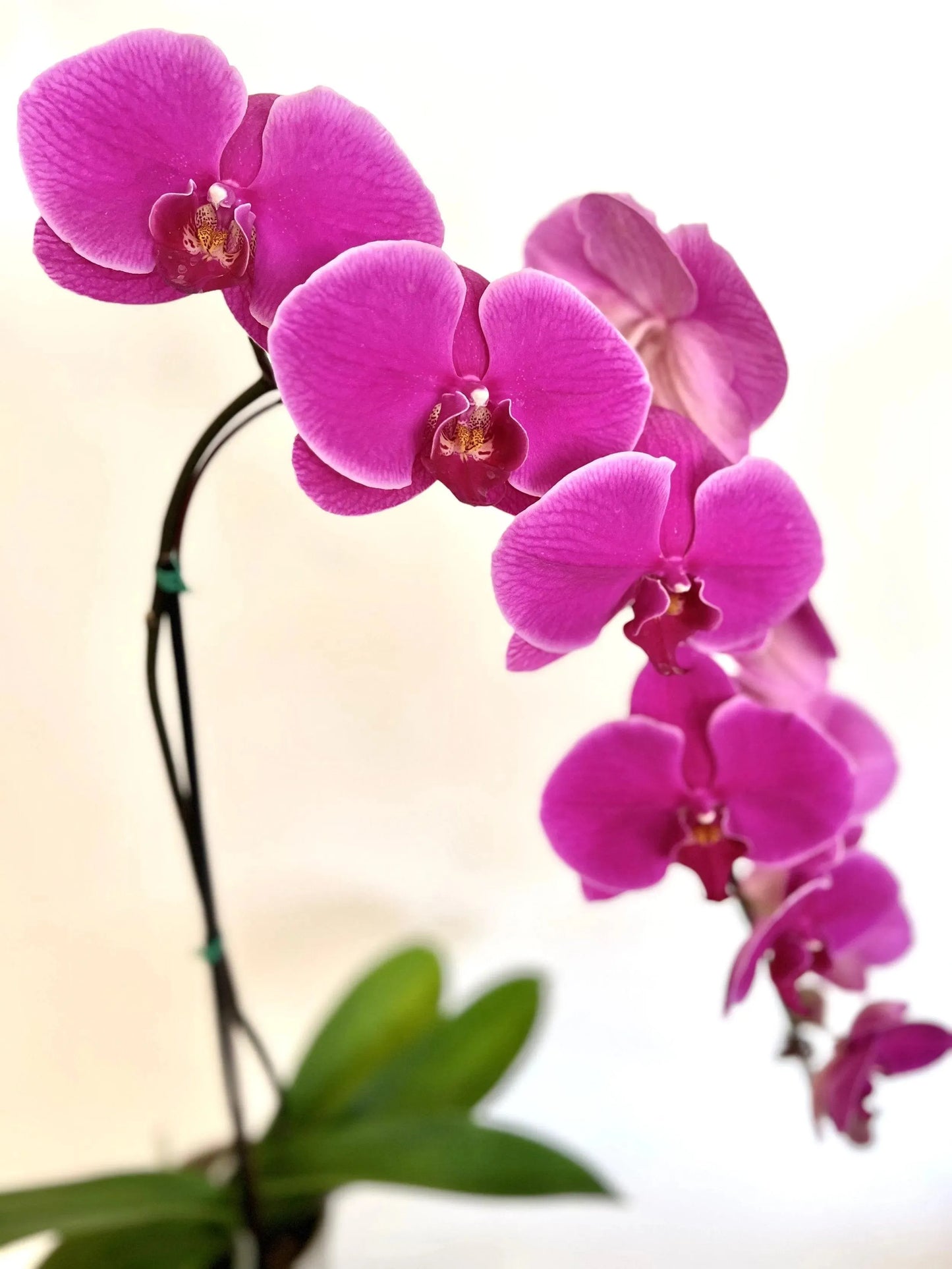 Deluxe Waterfall Phaleonopsis Orchid