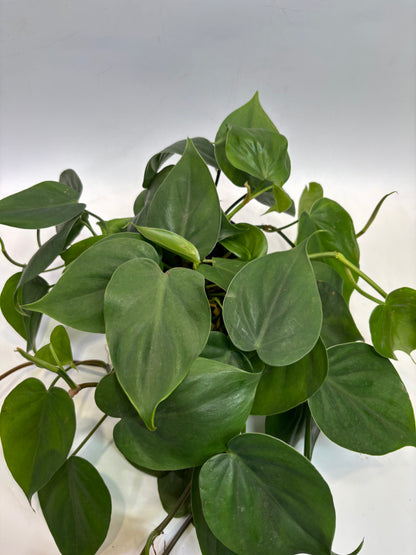 6 in. Philodendron Cordatum 'Lemon Lime' (Manatee)