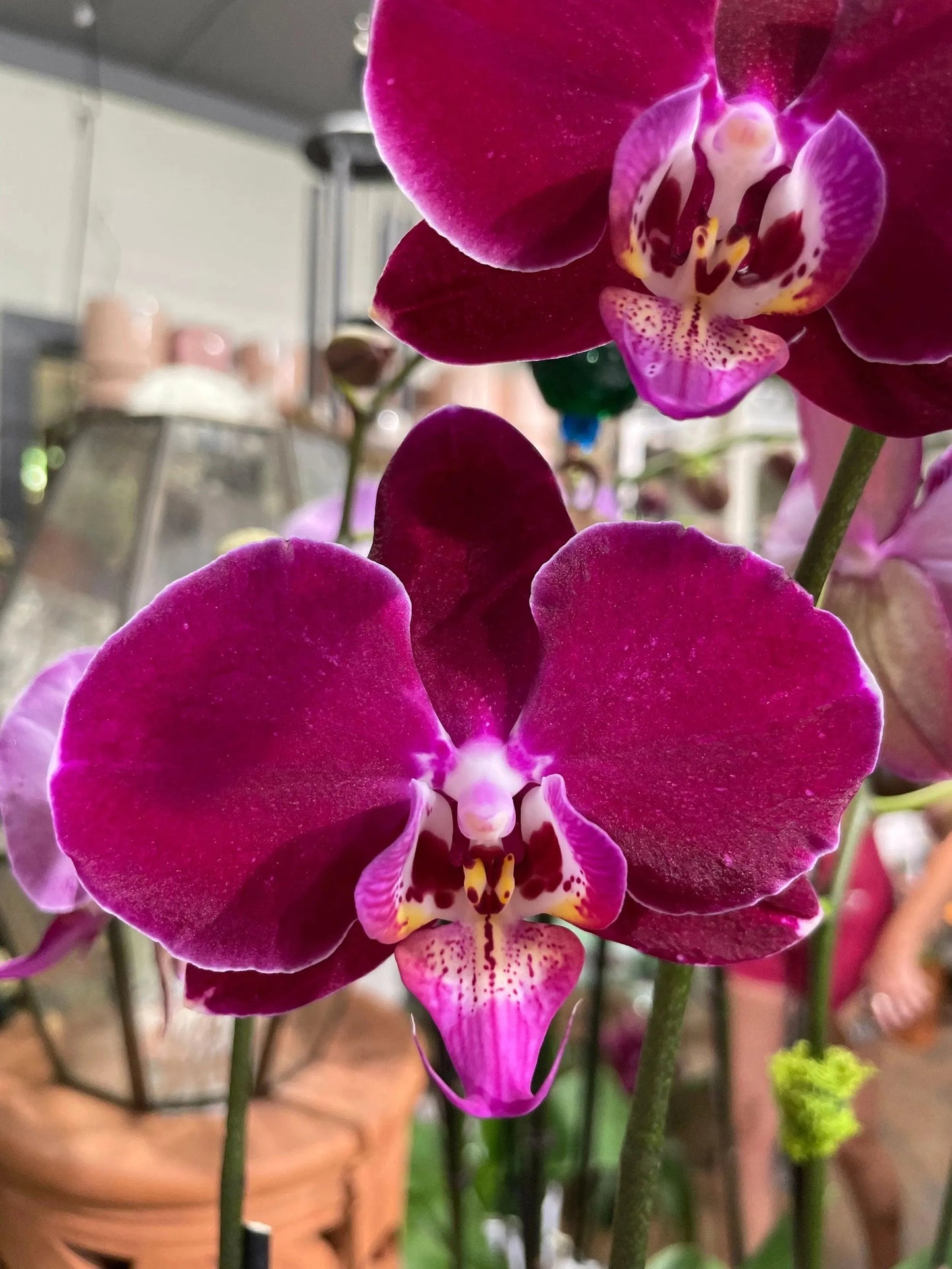 Phaleonopsis Orchid (Double Spike)