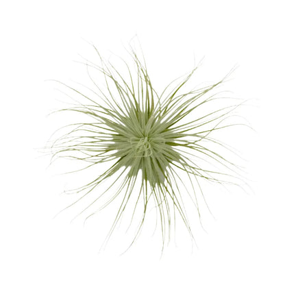 Airplant Tectorum 5-6"