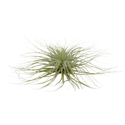 Airplant Tectorum 5-6"