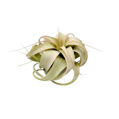 Airplant Xerographica 3-5"