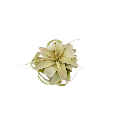 Airplant Xerographica 3-5"