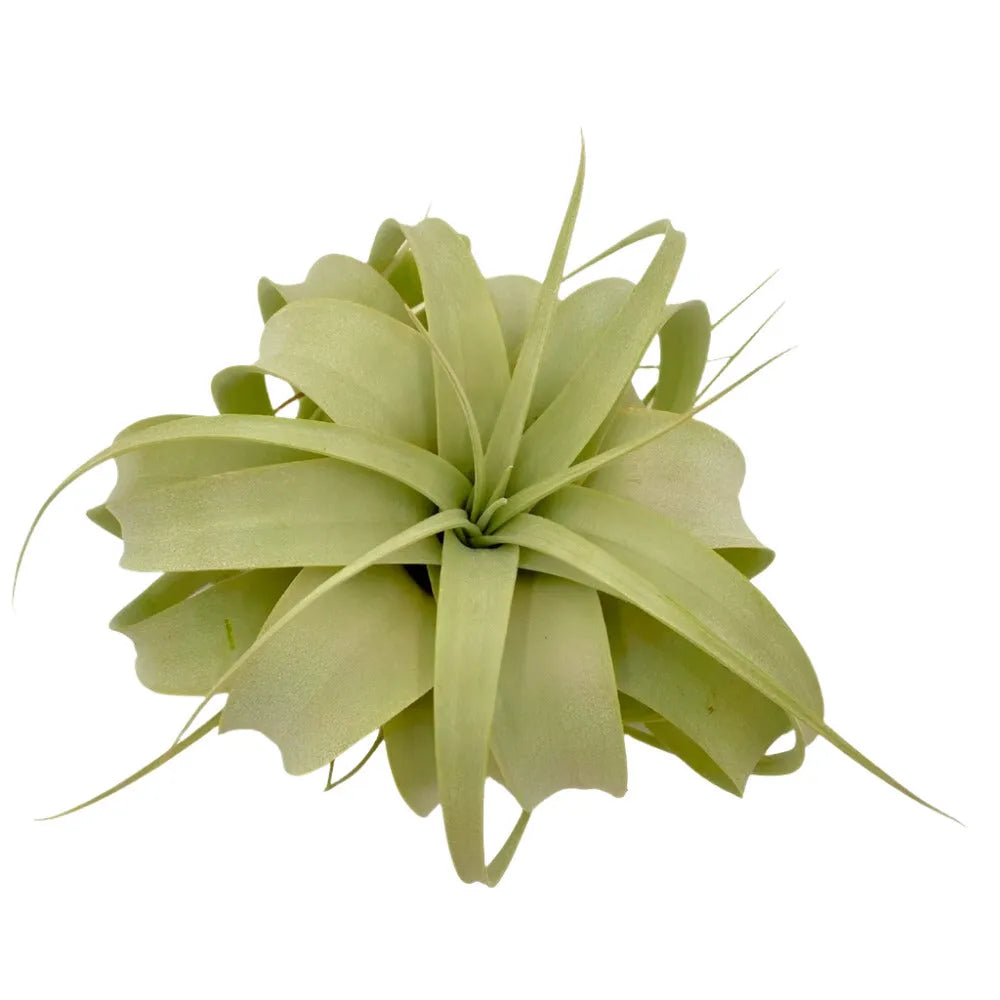 Airplant Xerographica 5-7"