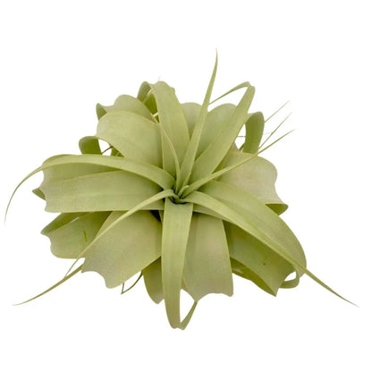 Airplant Xerographica 5-7"