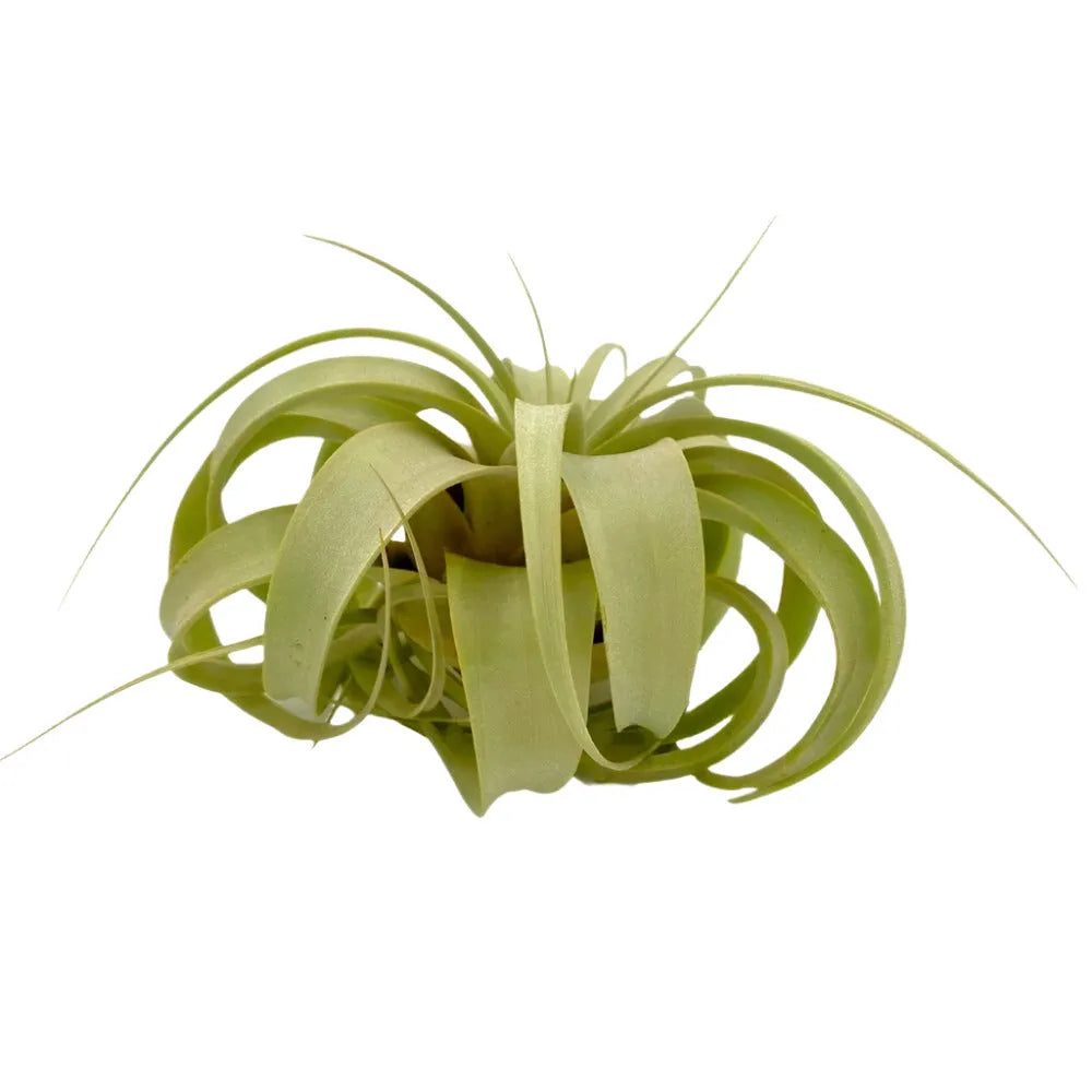 Airplant Xerographica 5-7"