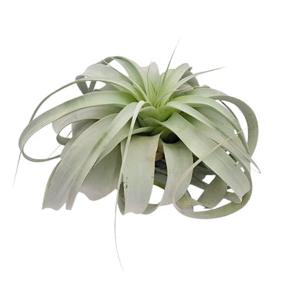 Airplant Xerographica 7-9"