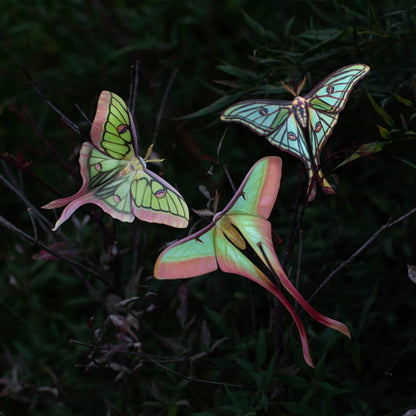 Moonborn Luna Moth Collection - 3 Piece Set