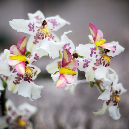 'Summer' Chinese Moon Moth Set