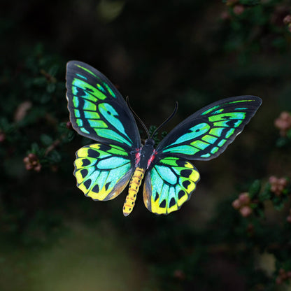 Skyward Birdwing Butterfly Collection - 3 Piece Set
