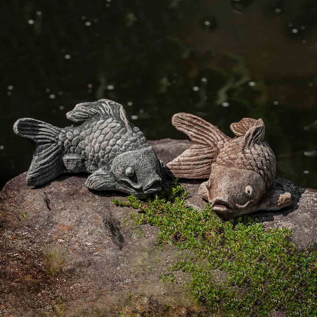 Campania Coy Koi
