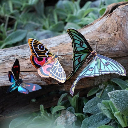 'Jade' Spanish Moon Moth Set