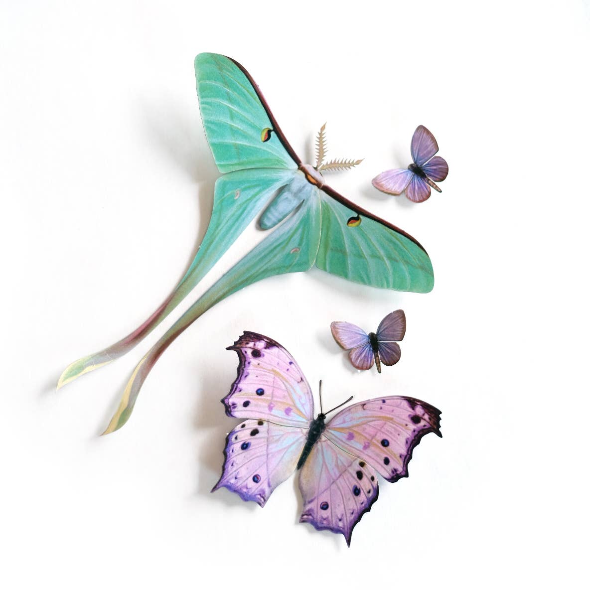 Hyacinth Moth & Butterfly Collection - 4 Piece Set