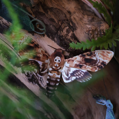 'Forage' Moth & Mushroom 3 piece set