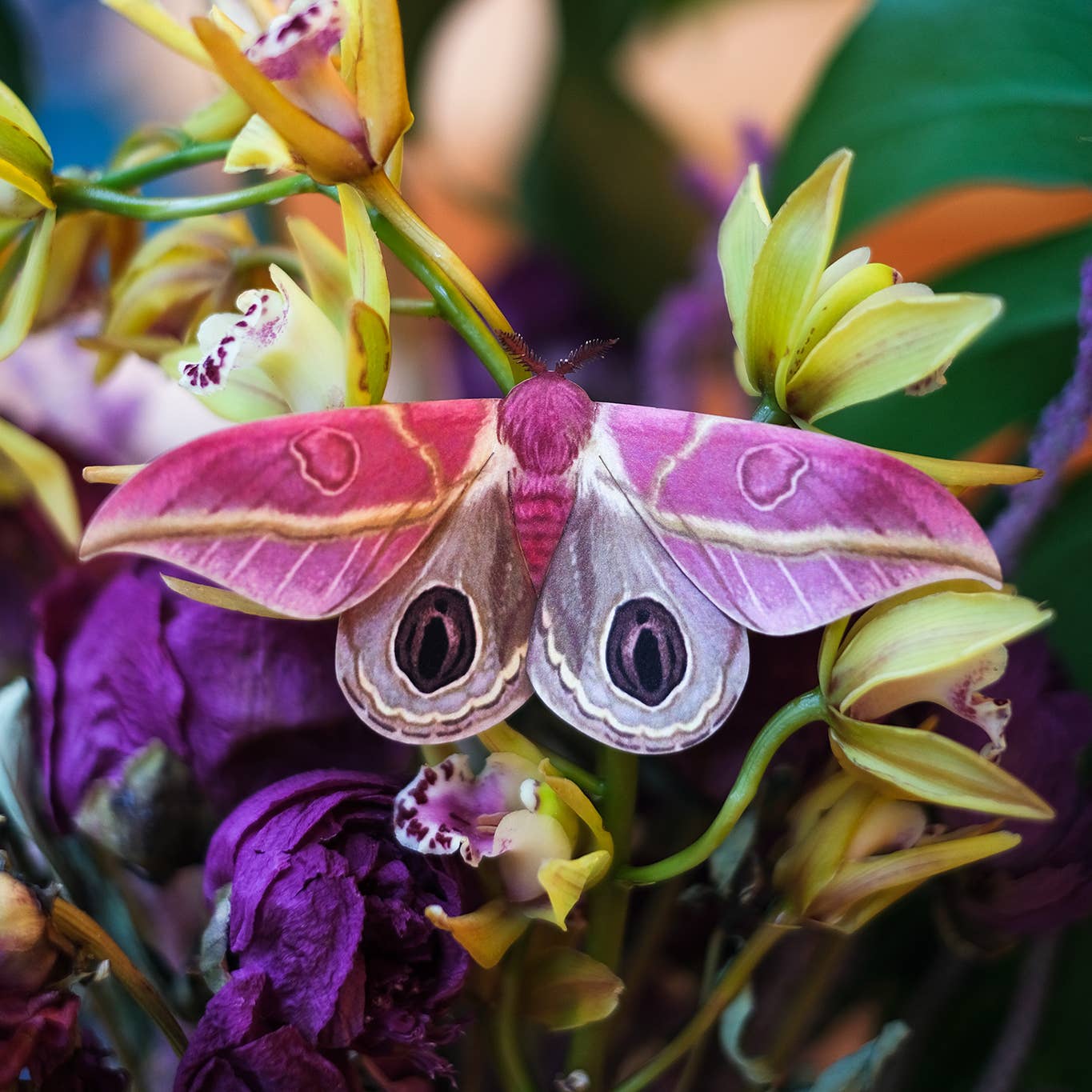 Limelight Moth Collection - 3 Piece Set