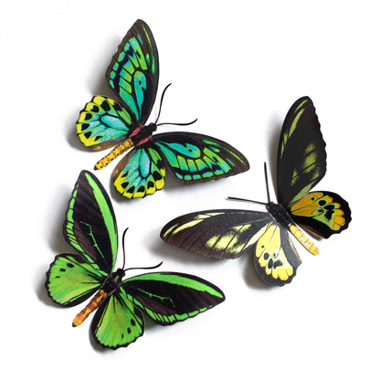 Skyward Birdwing Butterfly Collection - 3 Piece Set