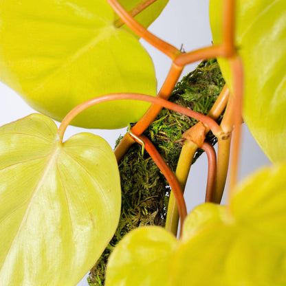 36 in. The SuperMoss Bendable SuperPole 2 Pack
