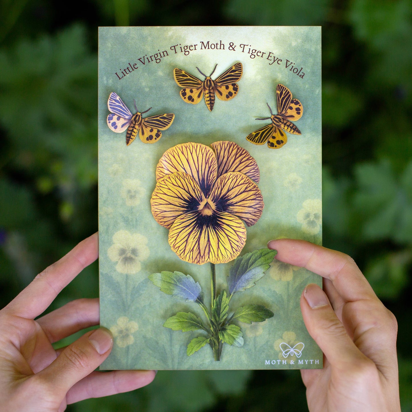 Little Virgin Tiger Moth & Tiger Eye Viola Collection - 4 Piece Set