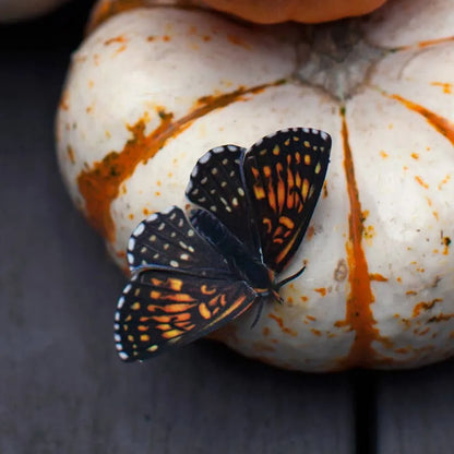 Halloween 'Owl' Moth Set