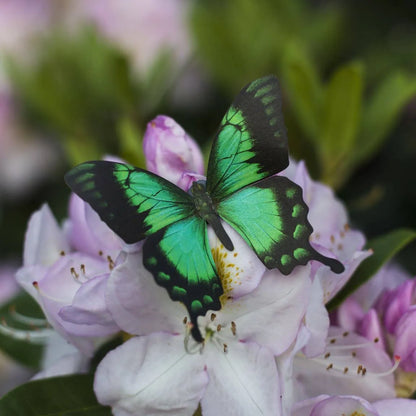 'Malachite' Butterfly 3 piece Set