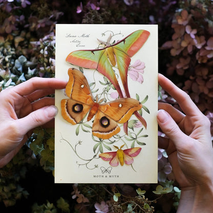'Summer' Chinese Moon Moth Set