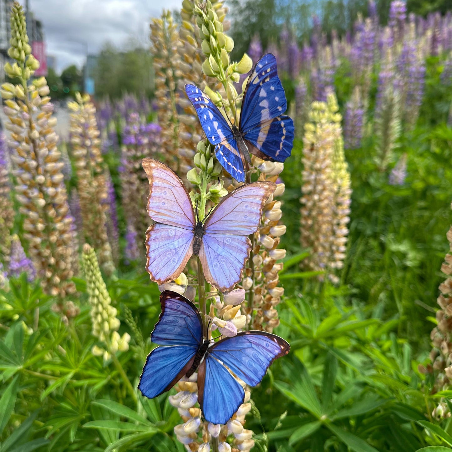 Reverie Morpho Butterfly Collection - 3 Piece Set