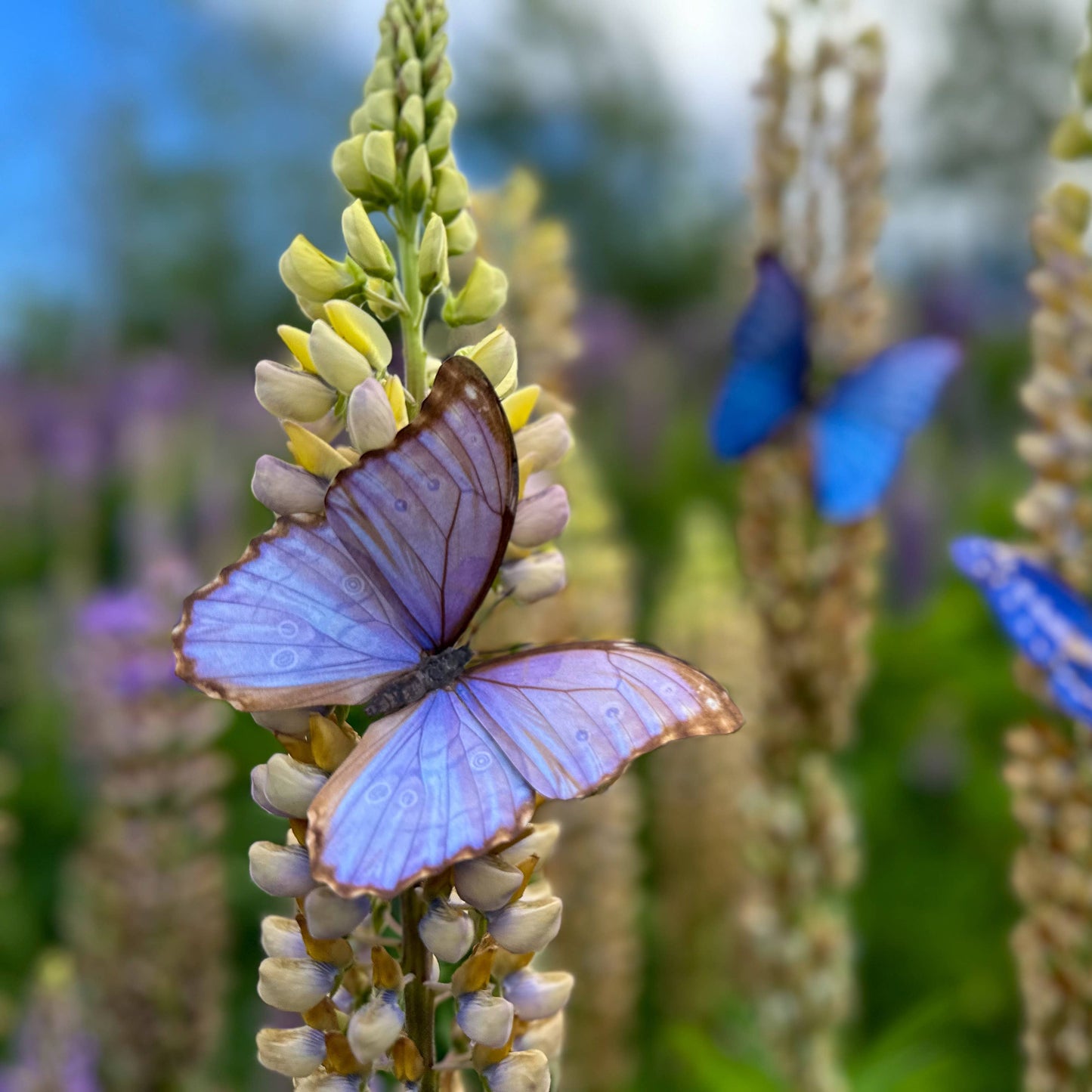 Reverie Morpho Butterfly Collection - 3 Piece Set