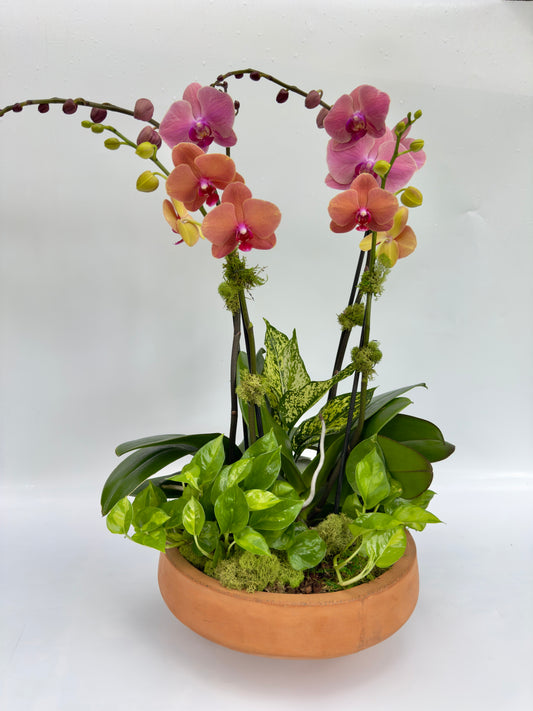 Potted orchid with pink and yellow flowers and green leaves on a white background