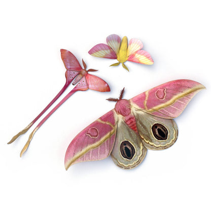 Blush Pink Moth Collection - 3 Piece Set